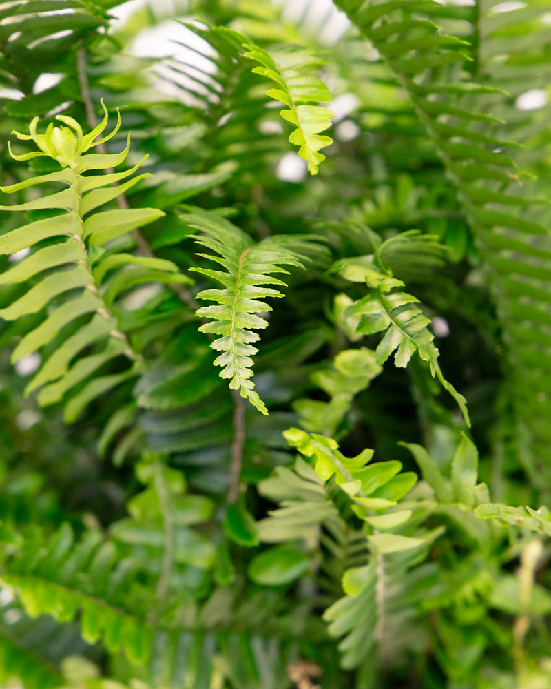 Fern Jester Crown 6\"