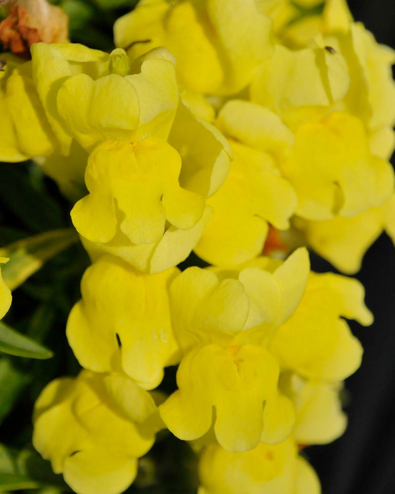 Snapdragon Candy Tops Yellow 4"