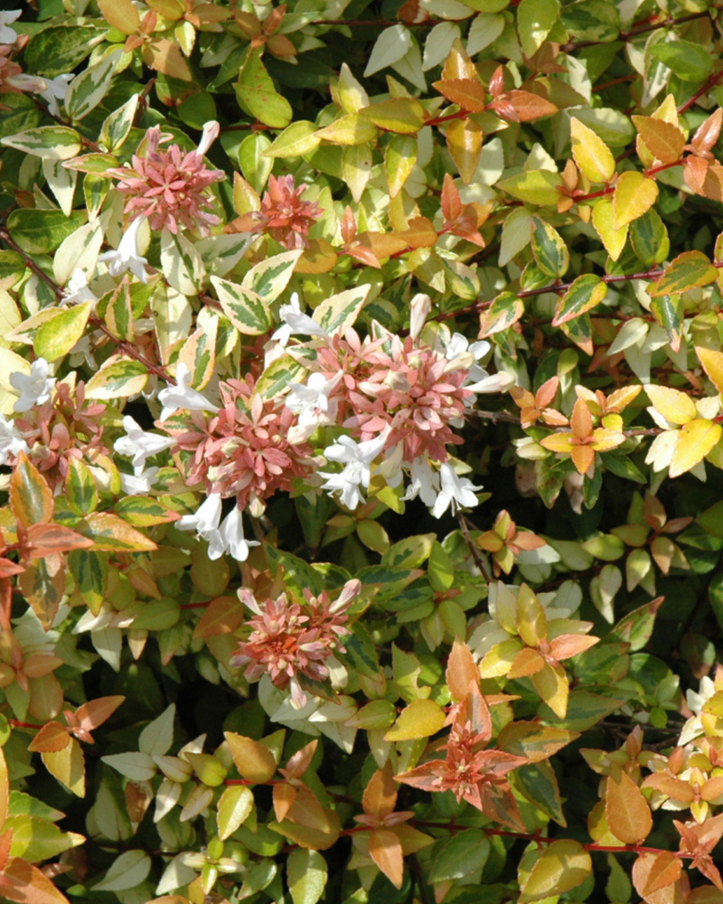 Kaleidoscope® Abelia #5<br><i>Abelia x grandiflora 'Kaleidoscope'</br></i>