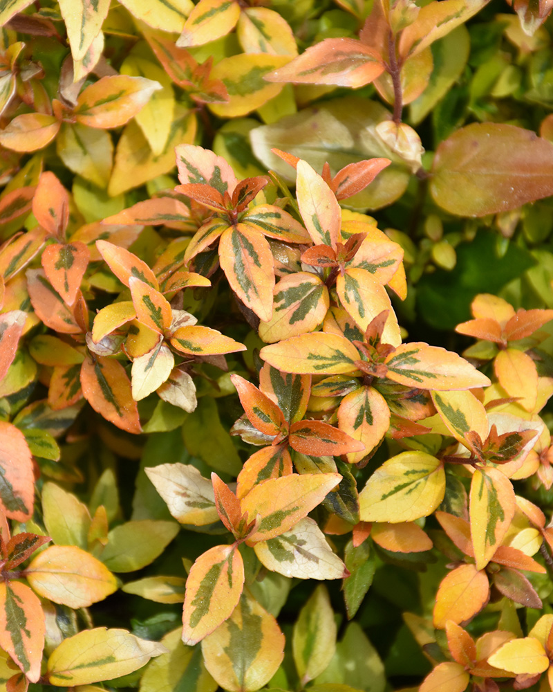 Kaleidoscope® Abelia #5<br><i>Abelia x grandiflora \'Kaleidoscope\'</br></i>