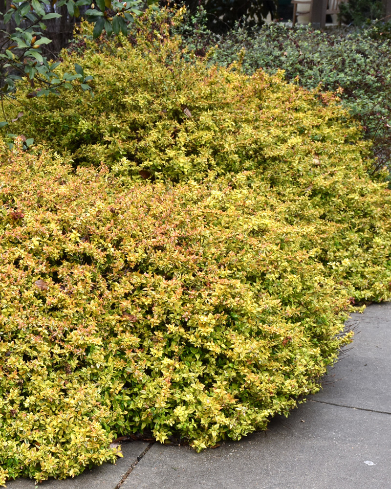 Kaleidoscope® Abelia #5<br><i>Abelia x grandiflora \'Kaleidoscope\'</br></i>