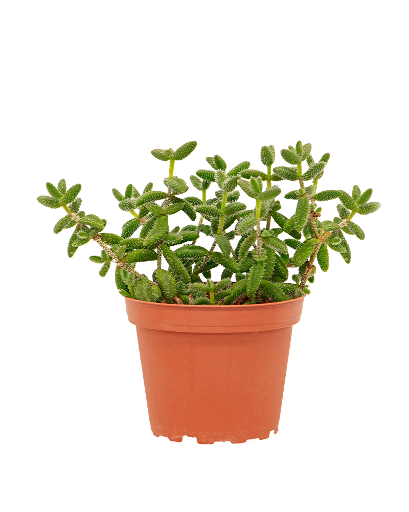 Delosperma Echinatum - Pickle Plant 4"