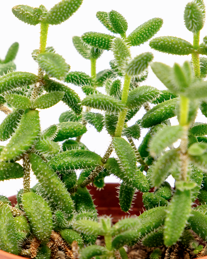 Delosperma Echinatum - Pickle Plant 4\"