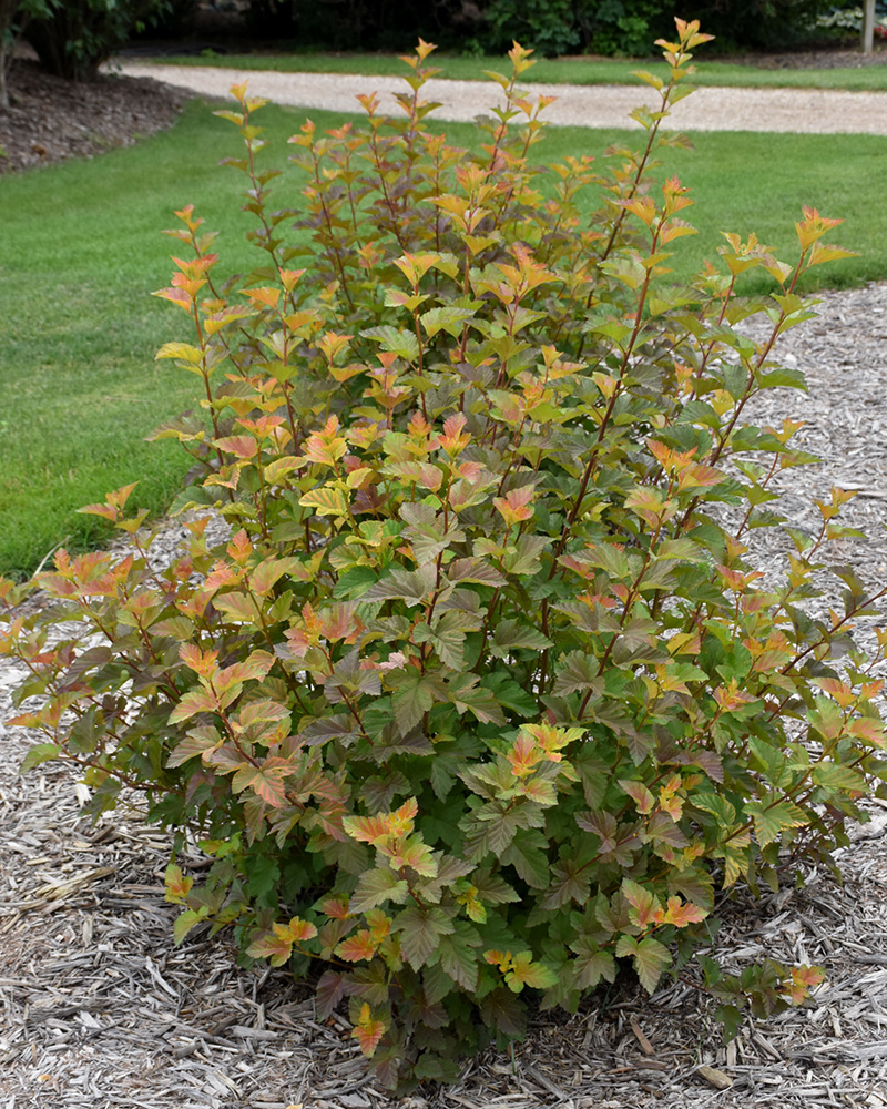 Amber Jubilee Ninebark #5<br><i>Physocarpus opulifolius 'Jefam'</br></i>