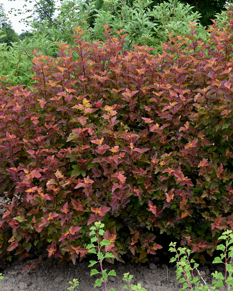 Amber Jubilee Ninebark #5<br><i>Physocarpus opulifolius \'Jefam\'</br></i>