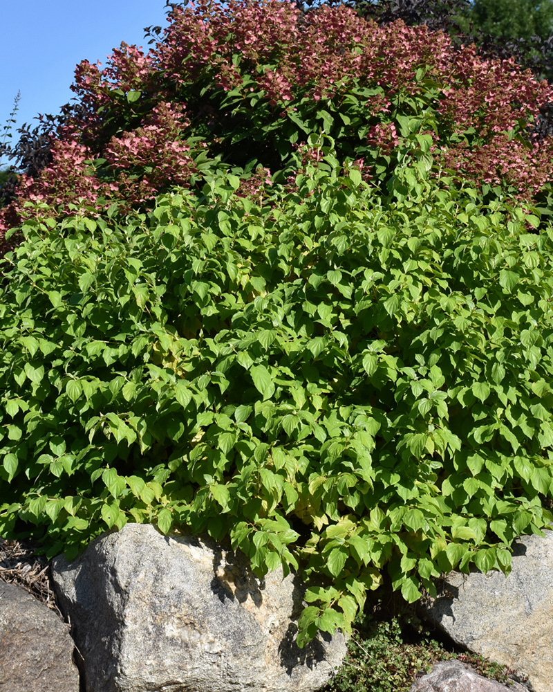 Budd's Yellow Dogwood #5<br><i>Cornus alba 'Budd's Yellow'</br></i>