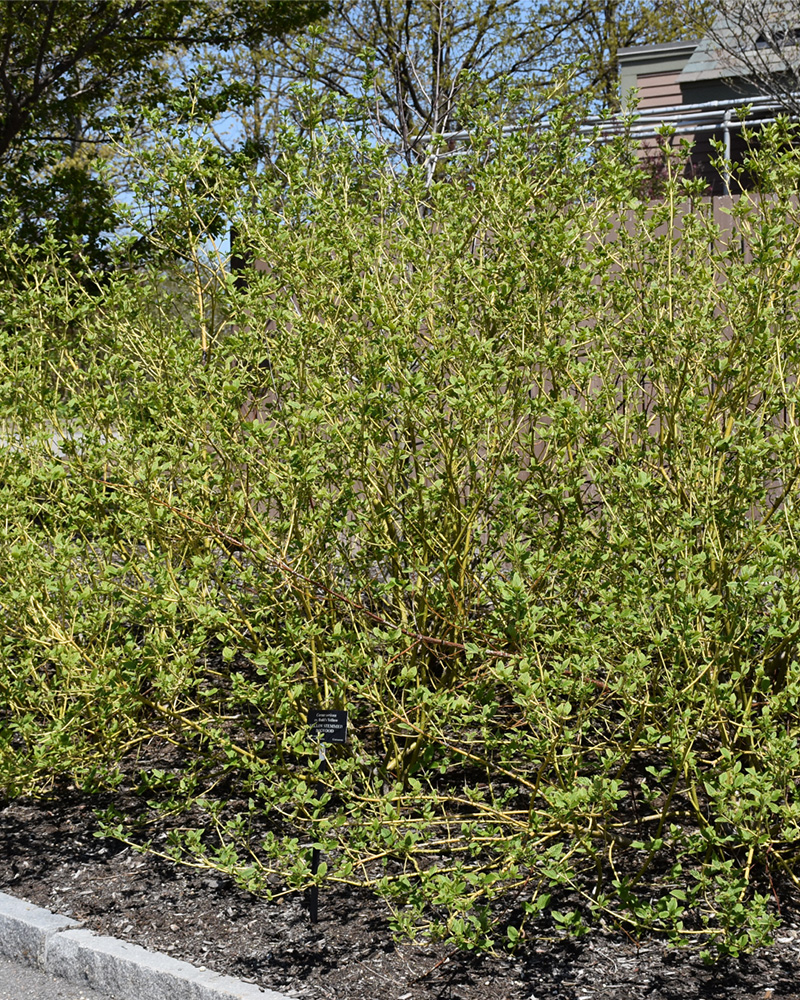 Budd\'s Yellow Dogwood #5<br><i>Cornus alba \'Budd\'s Yellow\'</br></i>