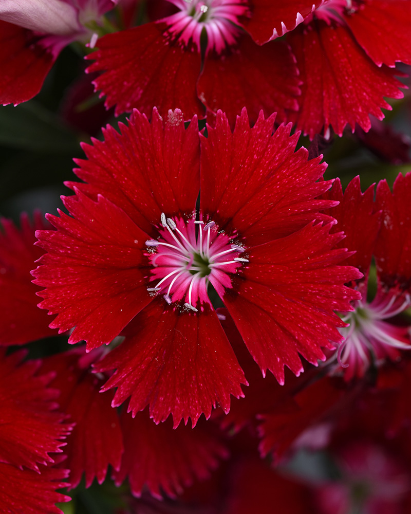 Dianthus Floral Lace Red 4"