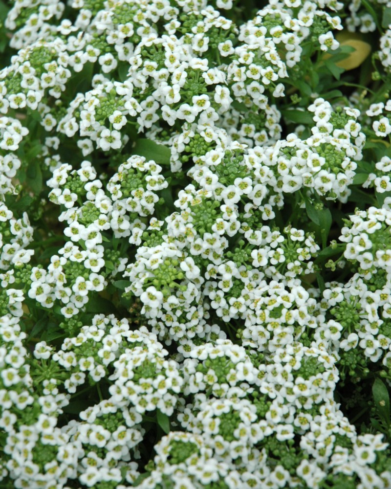 Alyssum Clear Crystal White 6 Pack