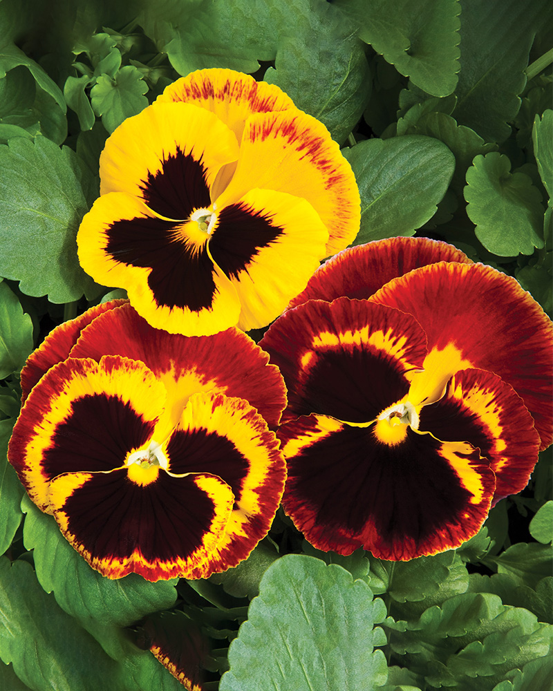 Pansy Colossus Fire 4"