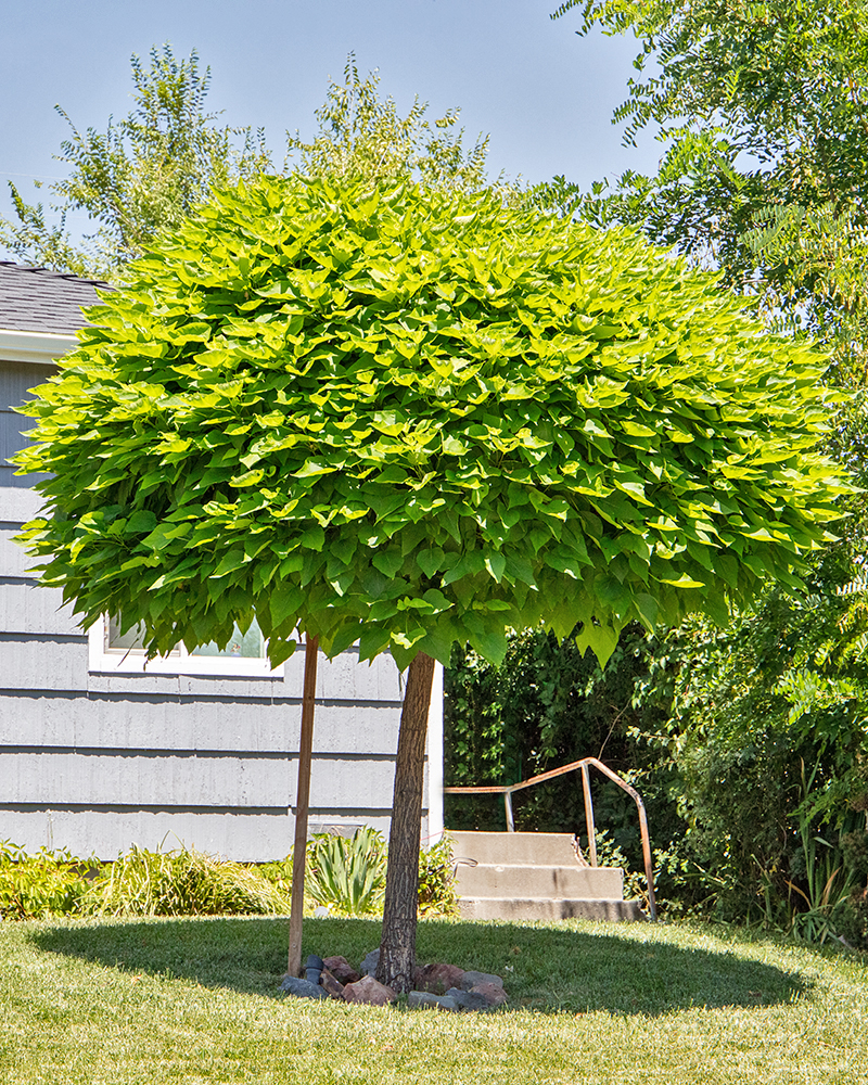 Umbrella Catalpa #15<br><i>Catalpa bungei</br></i>