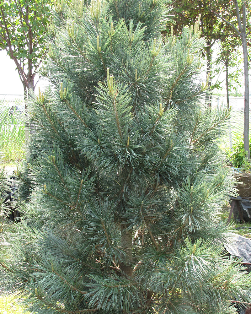 Vanderwolf\'s Pyramid Pine #15<br><i>Pinus flexilis Vanderwolf\'s Pyramid</br></i>