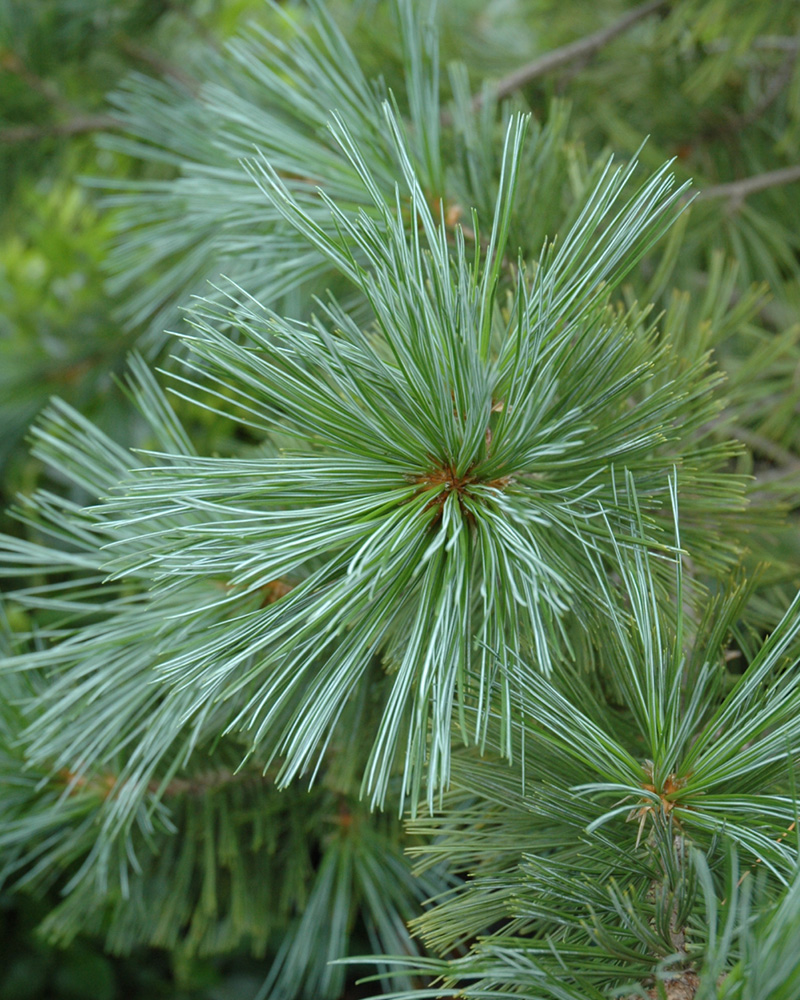 Vanderwolf\'s Pyramid Pine #15<br><i>Pinus flexilis Vanderwolf\'s Pyramid</br></i>