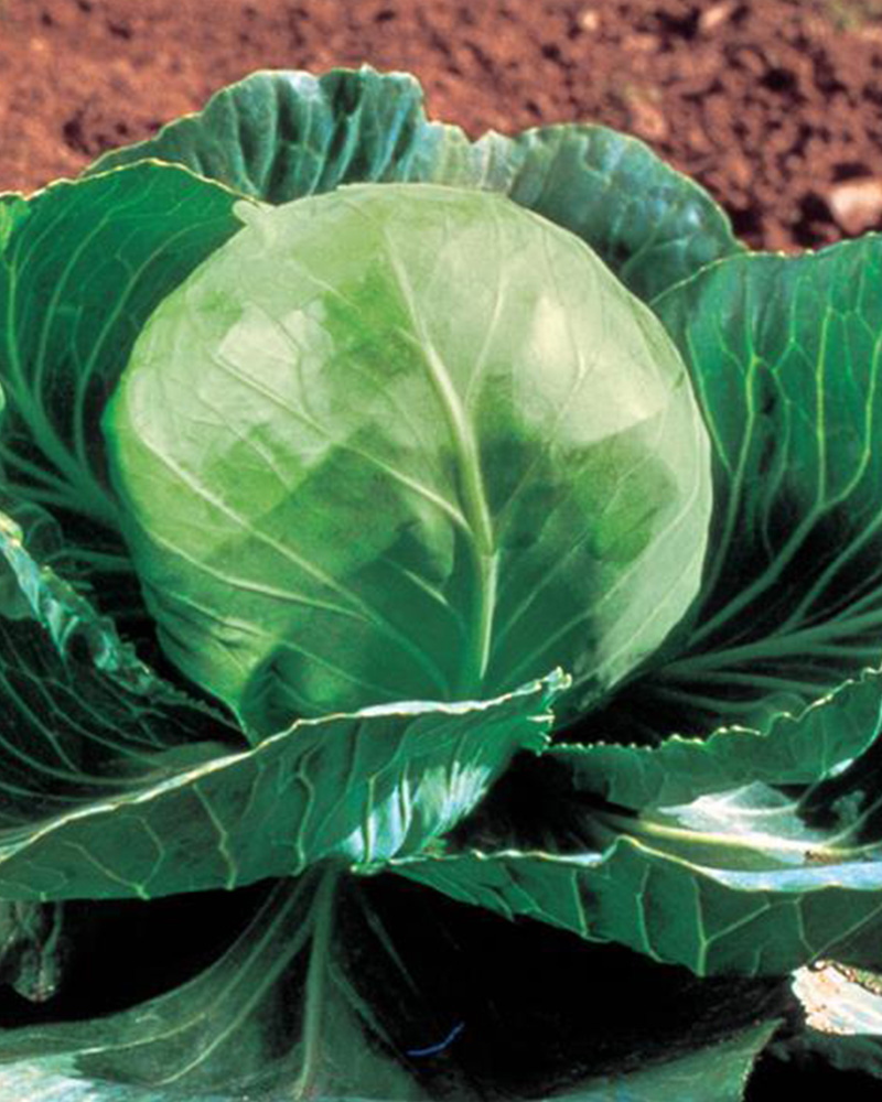 Cabbage Golden Cross 6 Pack