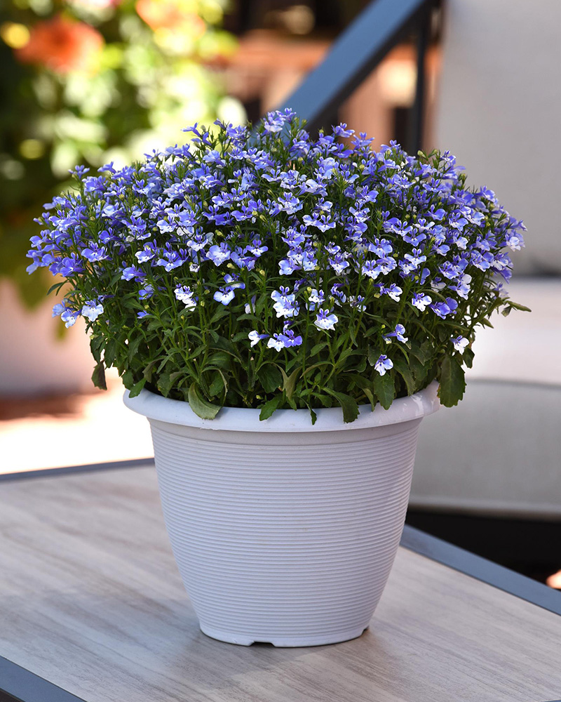 Lobelia Magadi Blue Bay Compact 4\"