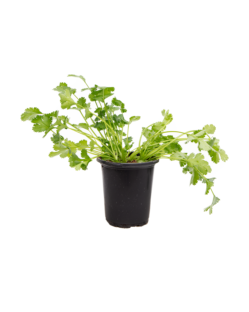 Cilantro Santo 4"