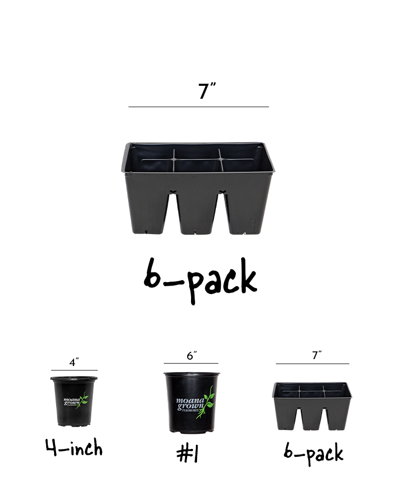 Kale Prizm 6 Pack
