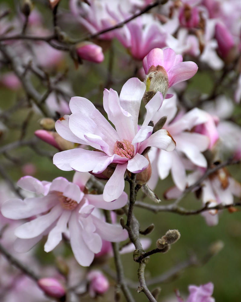 Leonard Messel Magnolia Clump #5<br><i>Magnolia x loebneri 'Leonard Messel'</br></i>