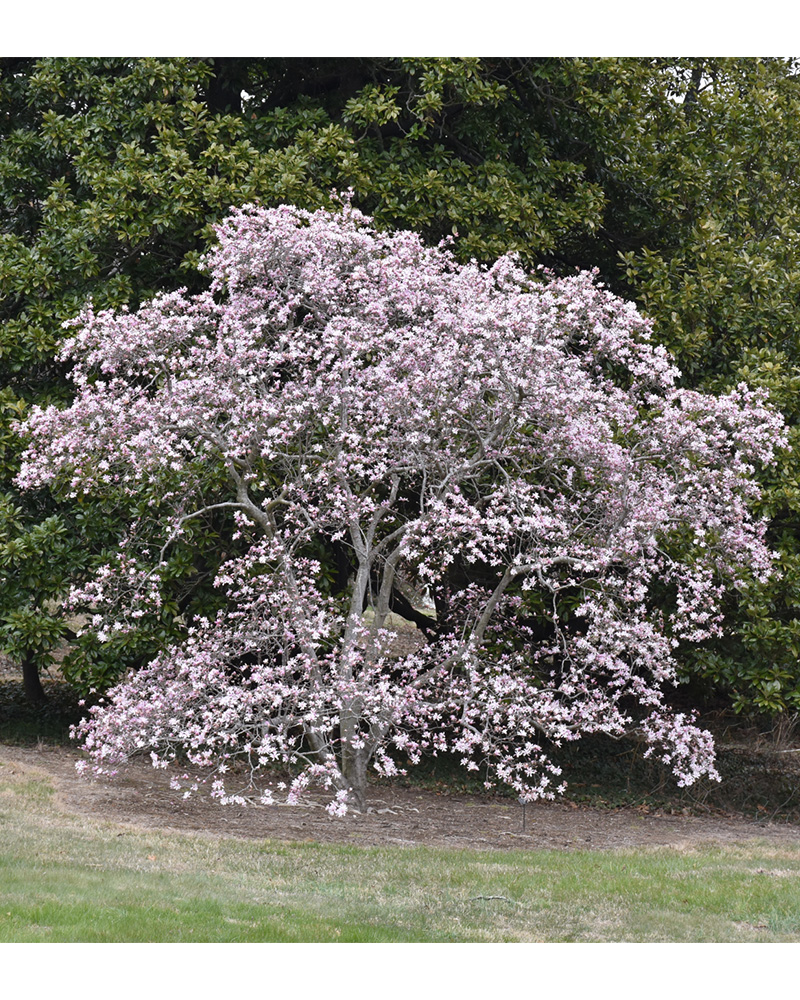 Leonard Messel Magnolia Clump #5<br><i>Magnolia x loebneri \'Leonard Messel\'</br></i>