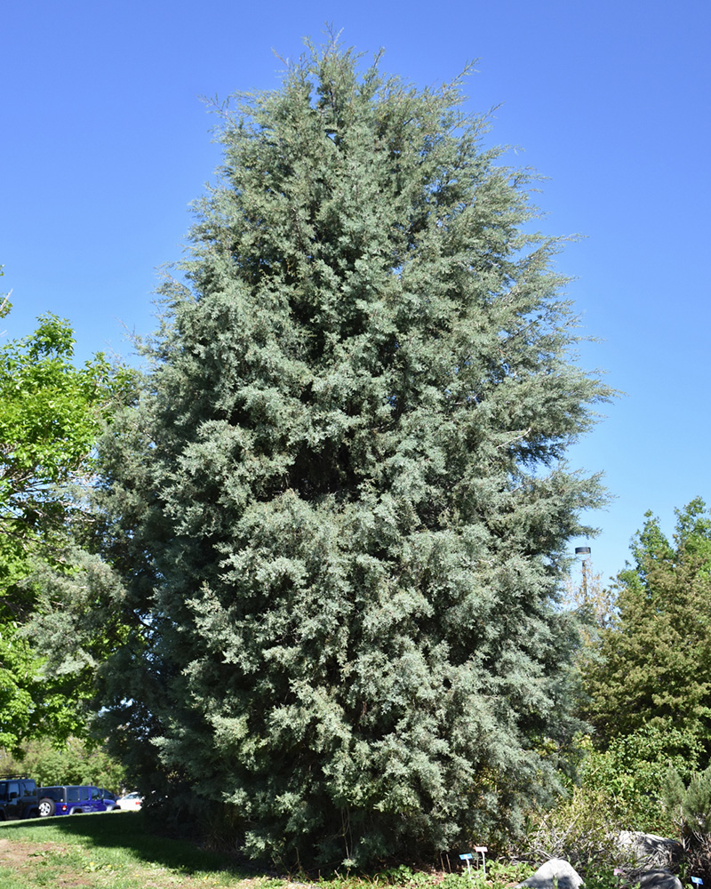 Arizona Cypress #10<br><i>Cupressus arizonica</br></i>