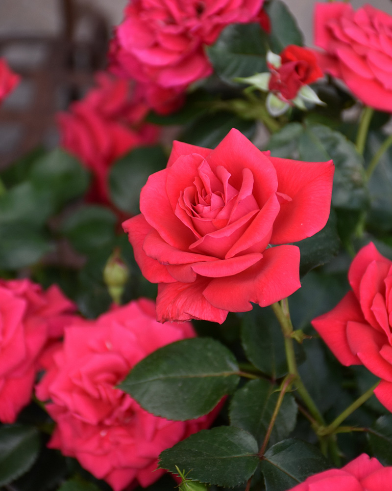 Super Hero Rose #2<br><i>Rosa \'Super Hero\'</br></i>