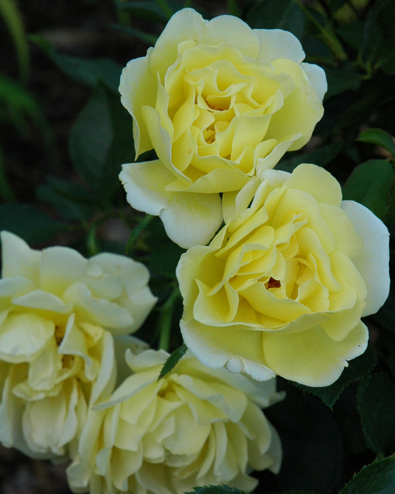Yellow Submarine Rose #2<br><i>Rosa 'Yellow Submarine'</br></i>