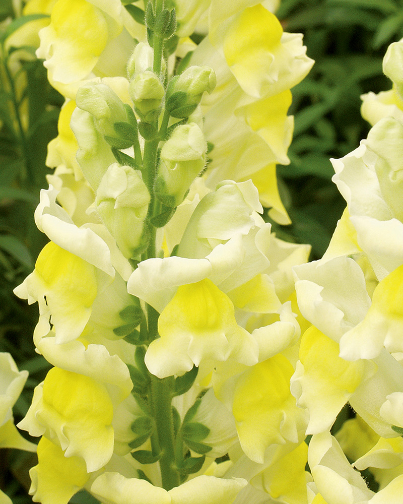 Snapdragon Liberty Classic Yellow 6 Pack