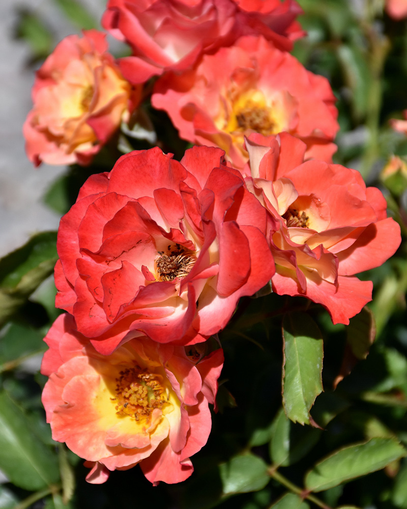 Coral Cove Rose #2<br><i>Rosa 'Coral Cove'</br></i>