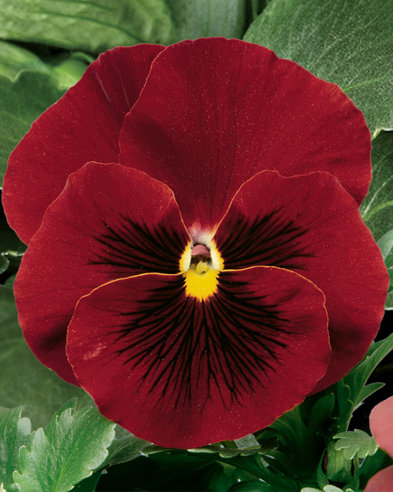 Pansy Delta Classic Pure Red 6 Pack