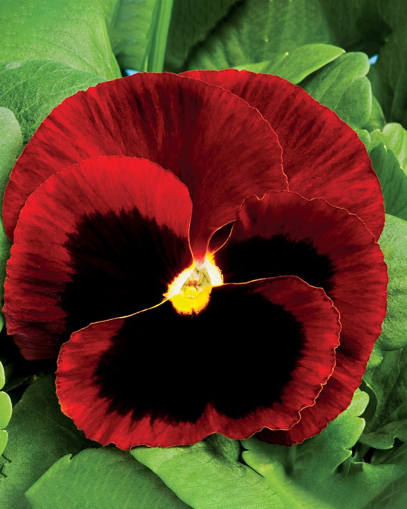 Pansy Colossus Red Blotch 6 Pack