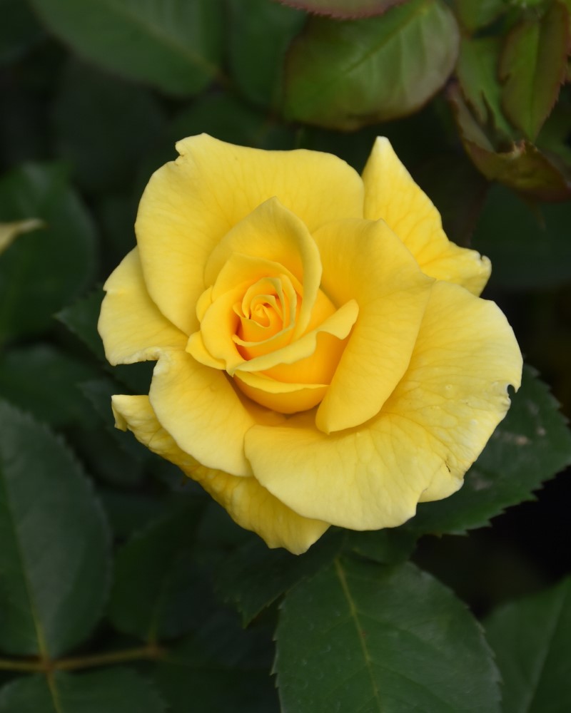 Midas Touch Rose #3<br><i>Rosa 'Midas Touch'</br></i>
