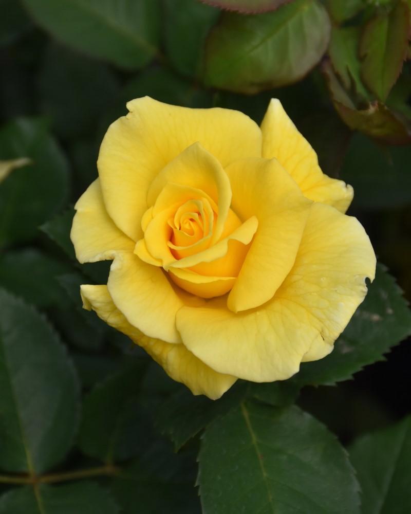 Midas Touch Rose #5<br><i>Rosa 'Midas Touch'</br></i>