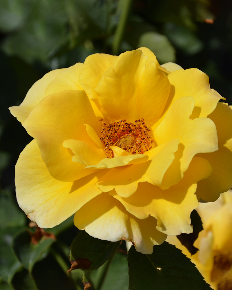 Midas Touch Rose #3<br><i>Rosa \'Midas Touch\'</br></i>