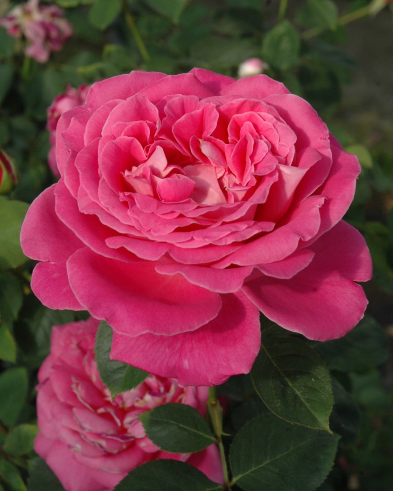 Pink Peace Rose #5<br><i>Rosa 'Pink Peace'</br></i>