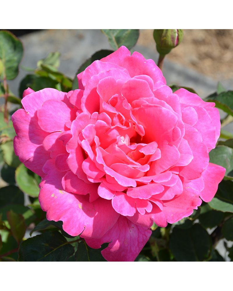 Pink Peace Rose #5<br><i>Rosa \'Pink Peace\'</br></i>