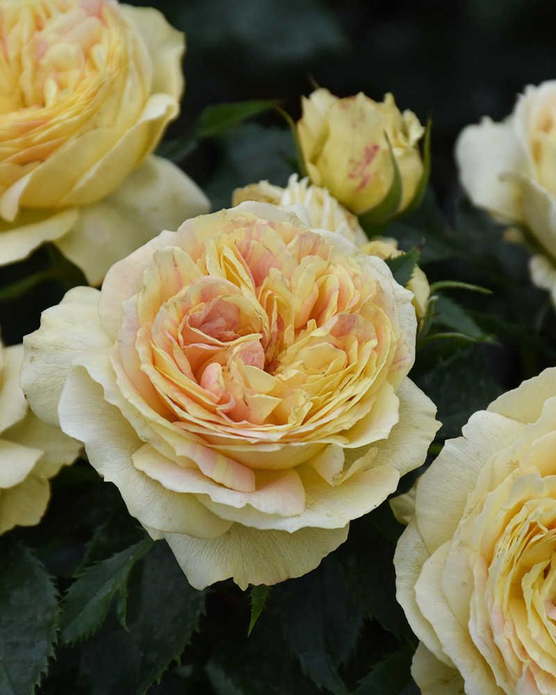 Pop Art� Rose #5<br><i>Rosa \'Pop Art\'</br></i>