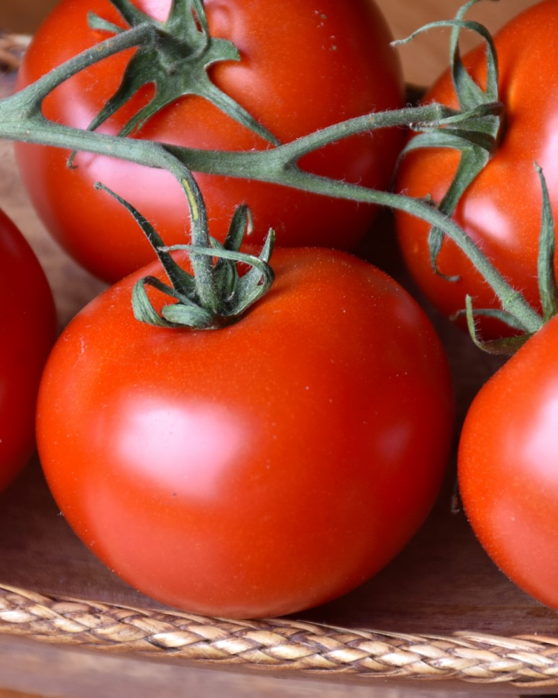 Tomato Bush Champion II #1