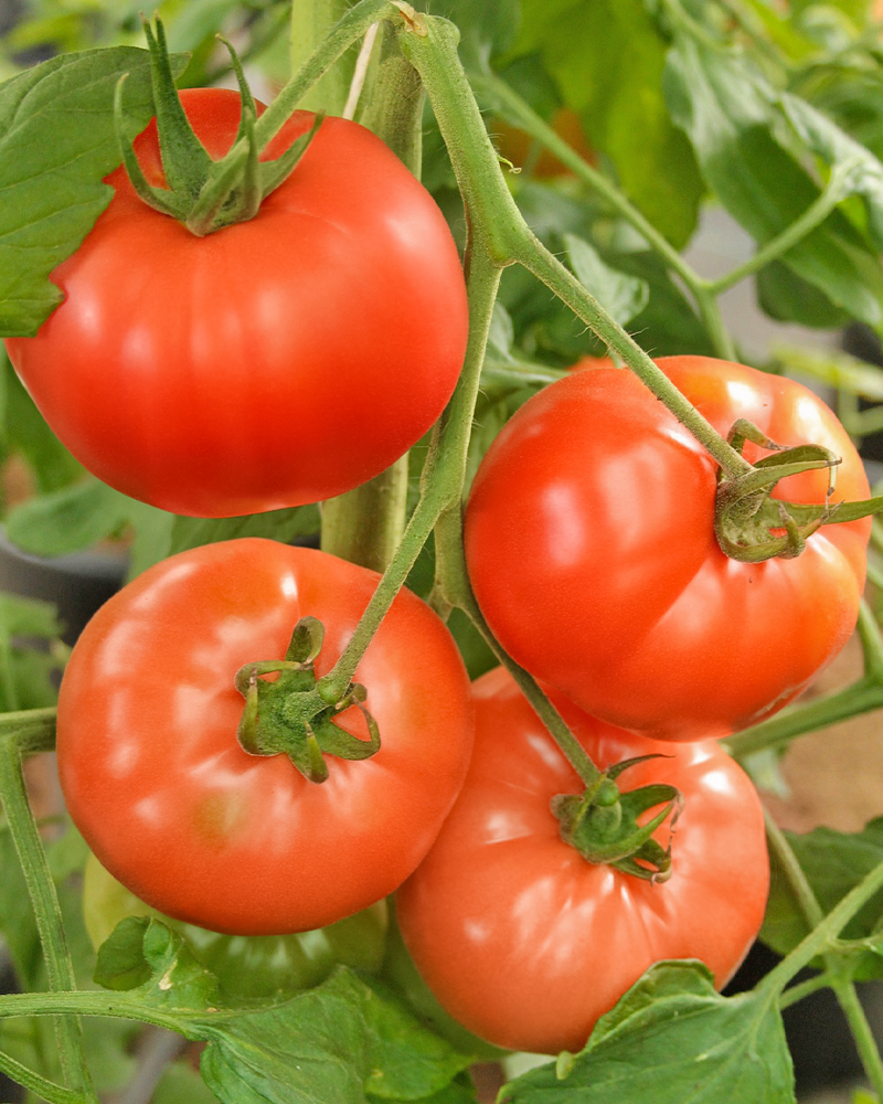 Tomato Classic Beefsteak 4"