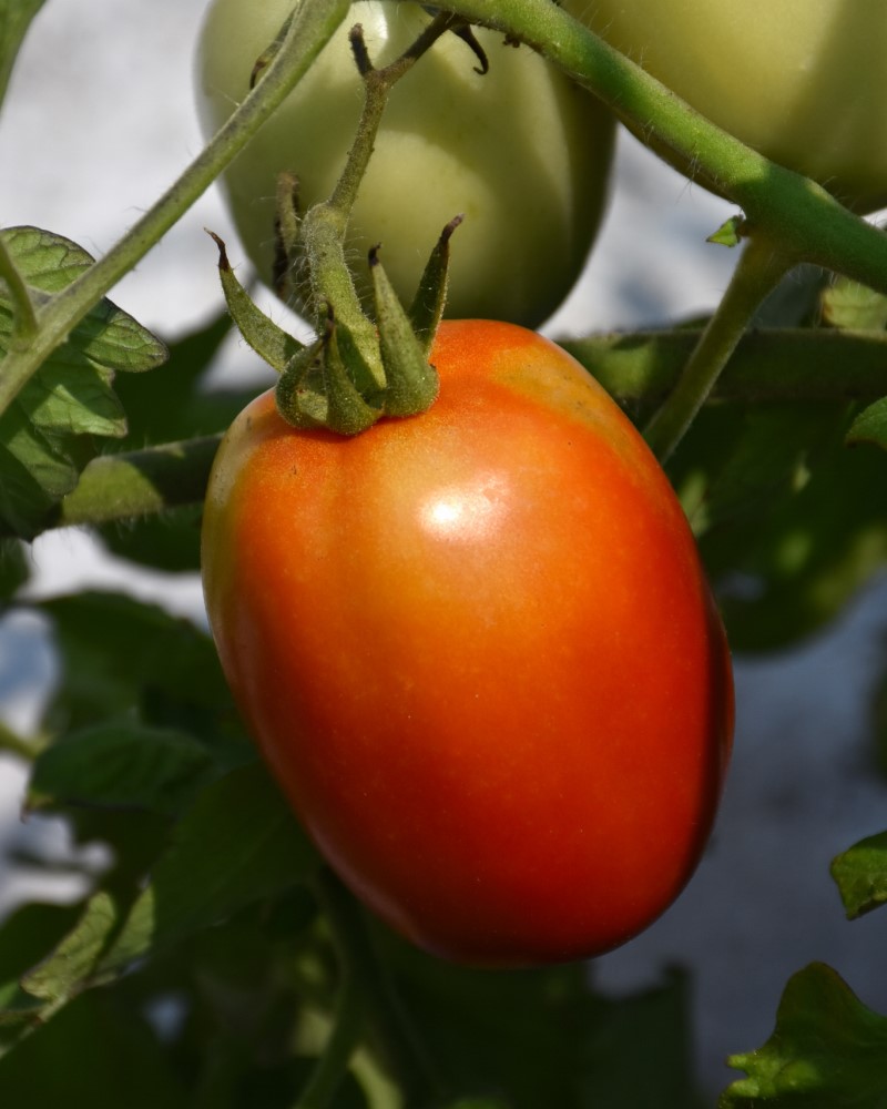 Tomato Roma 4"