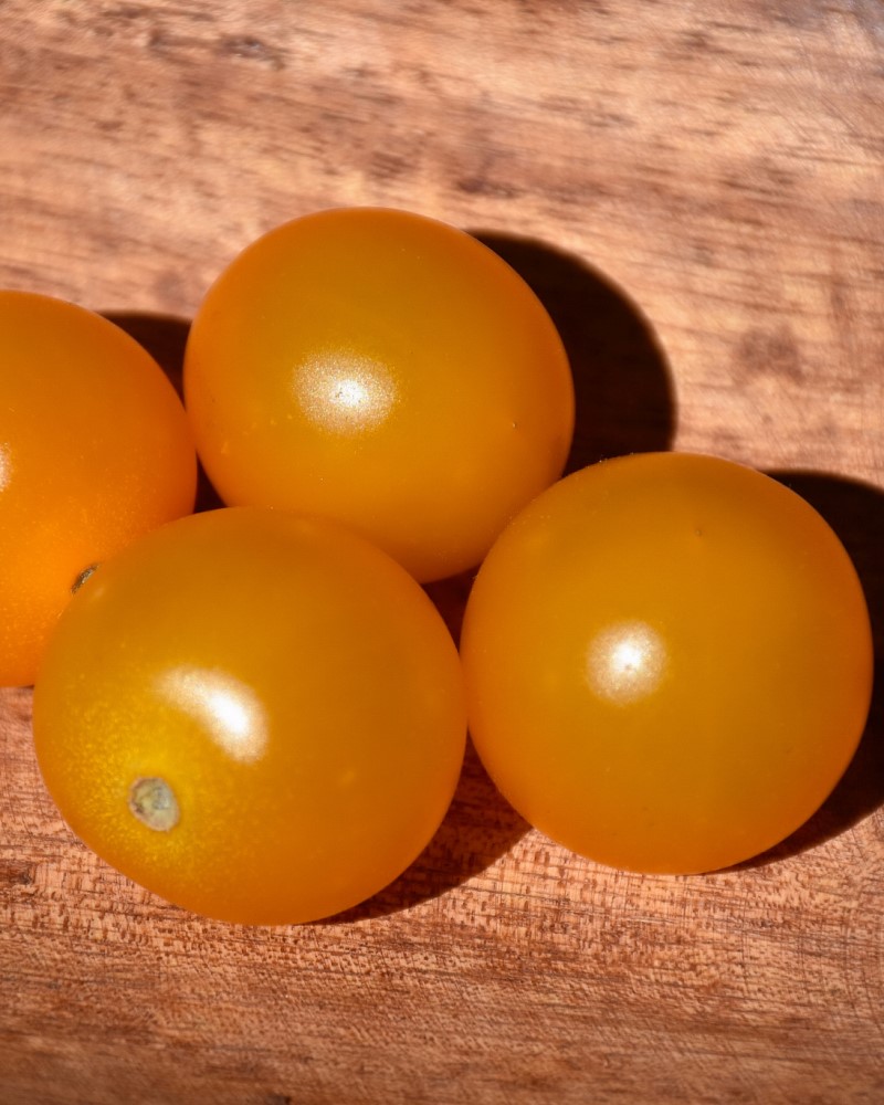 Tomato Sungold #1