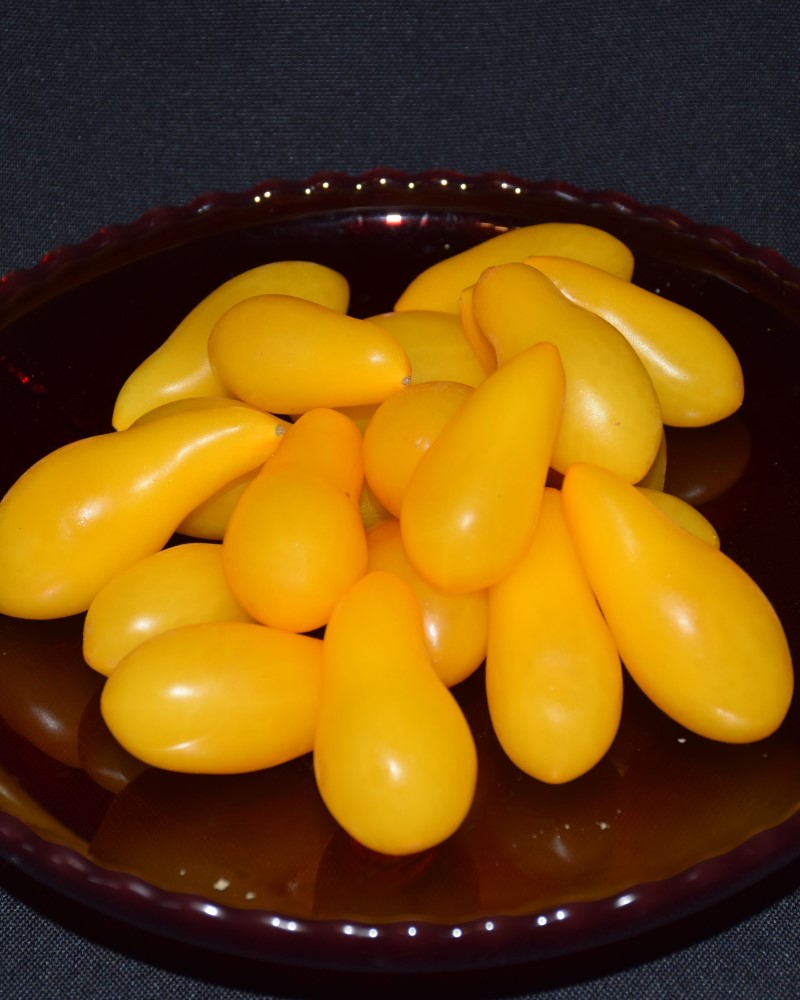 Tomato Yellow Pear #1