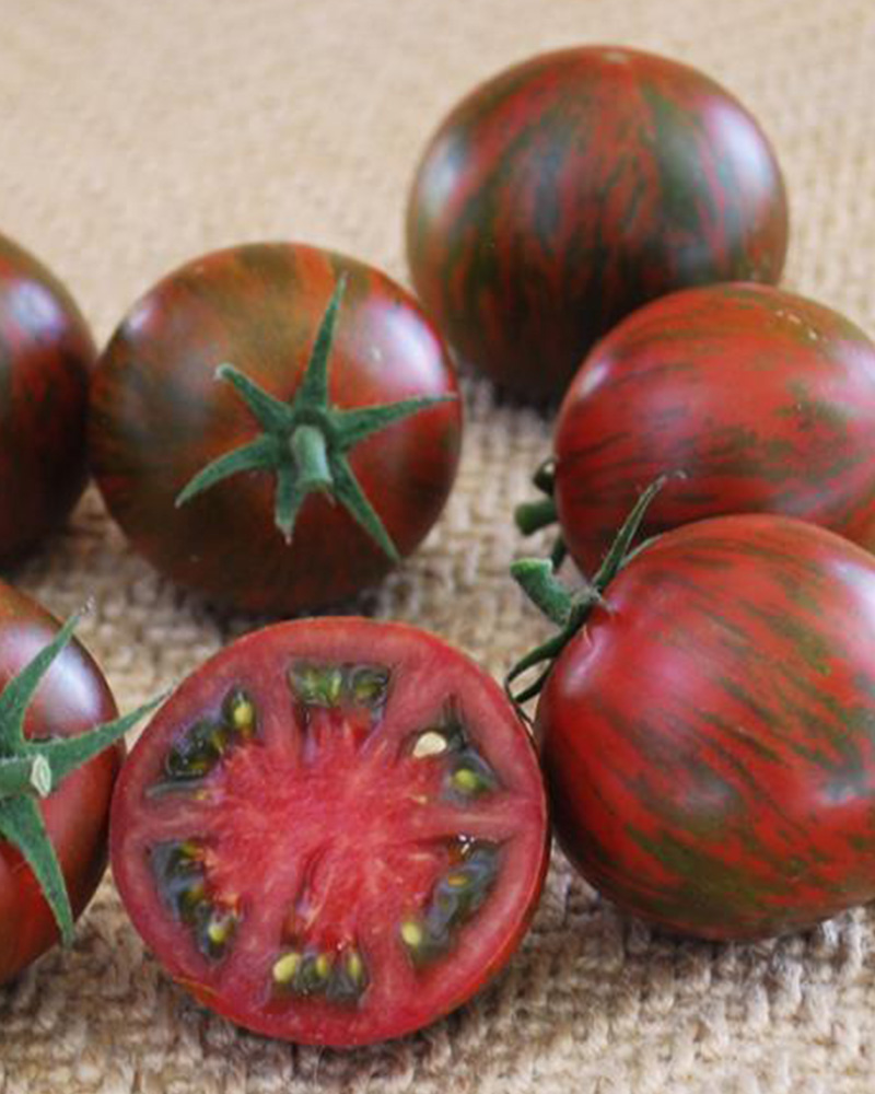 Tomato Purple Zebra 4"