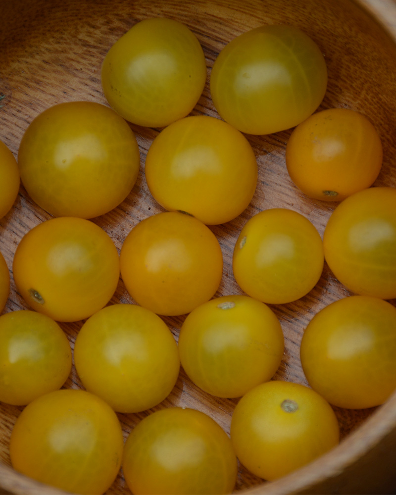 Tomato Lemon Cherry 4"