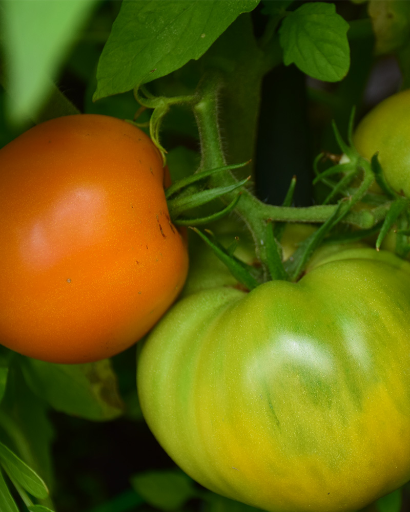 Tomato Jubilee 4\"