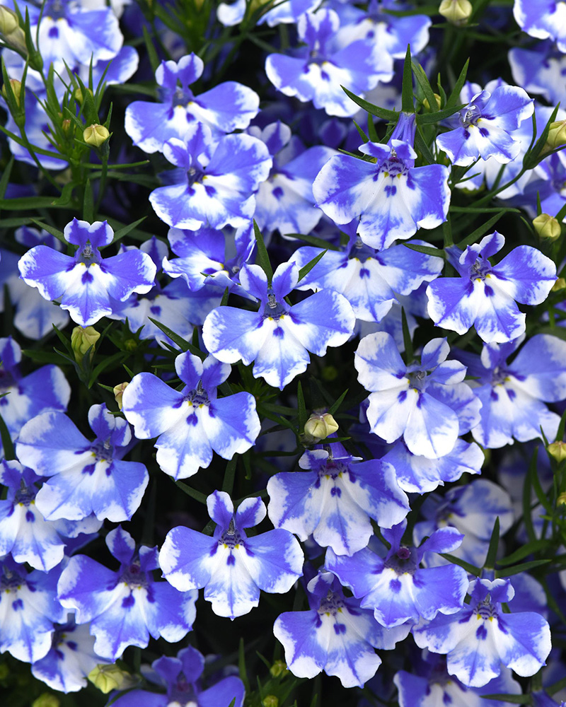 Lobelia Magadi Blue Bay Compact 4"
