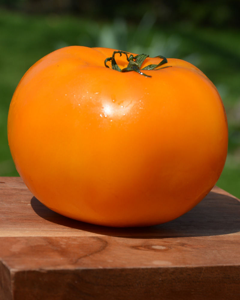 Tomato Jubilee #1