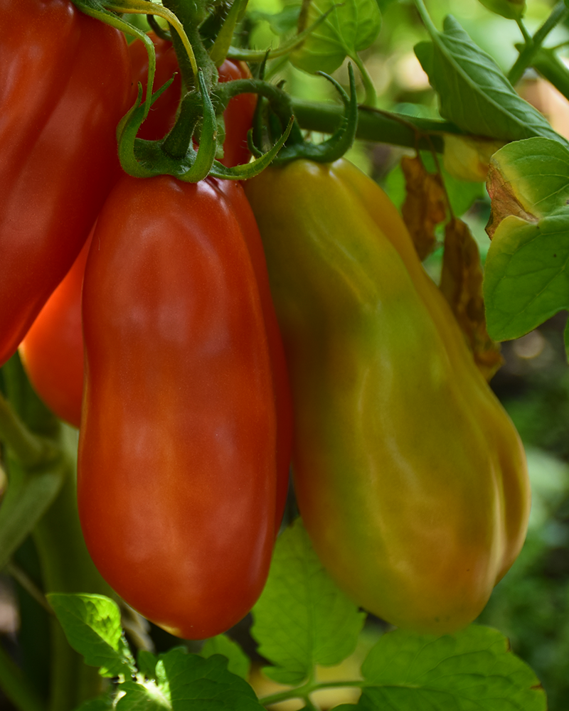 Tomato San Marzano 4"