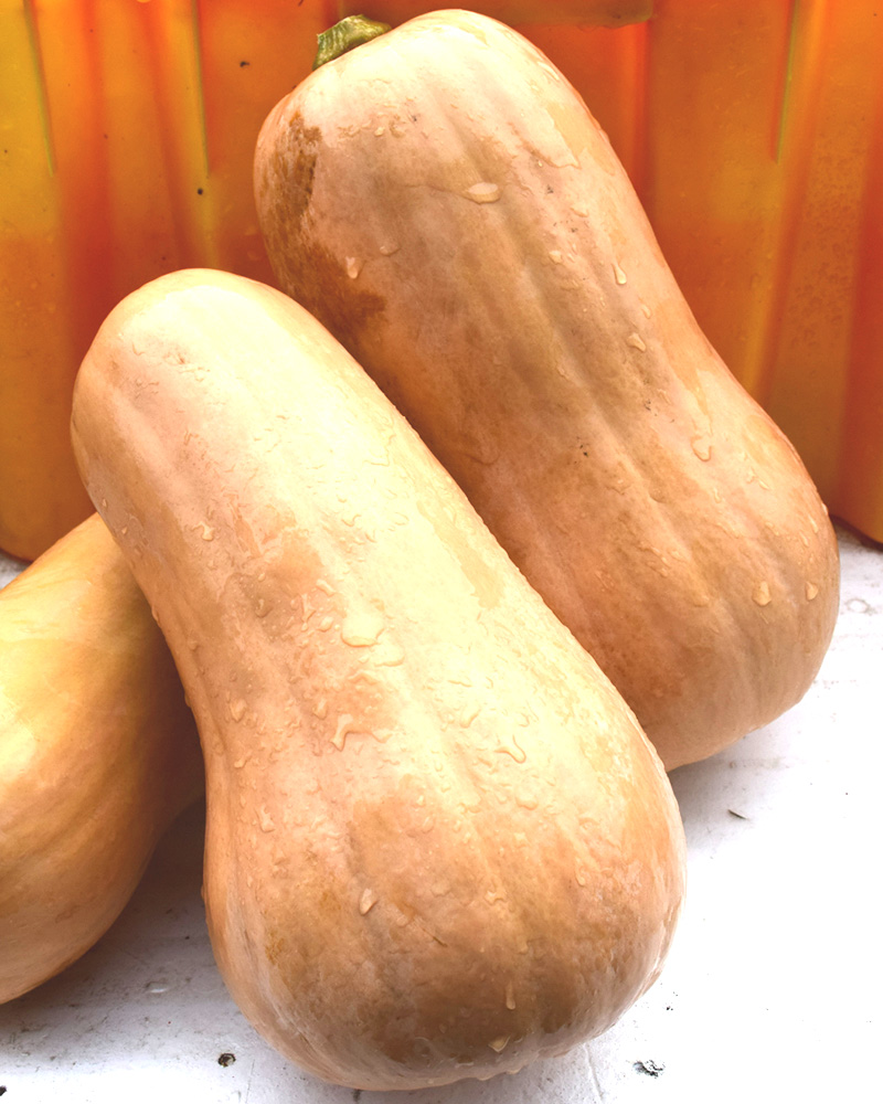 Squash Butternut 4"