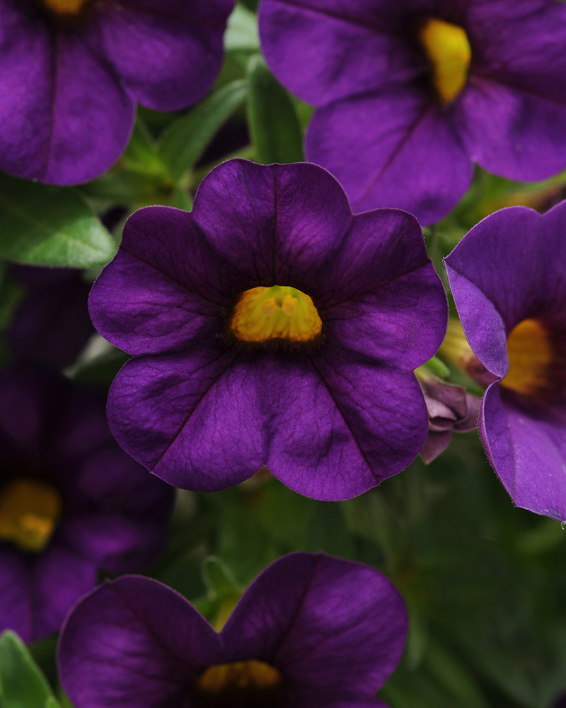 Calibrachoa Cabaret Purple 4"