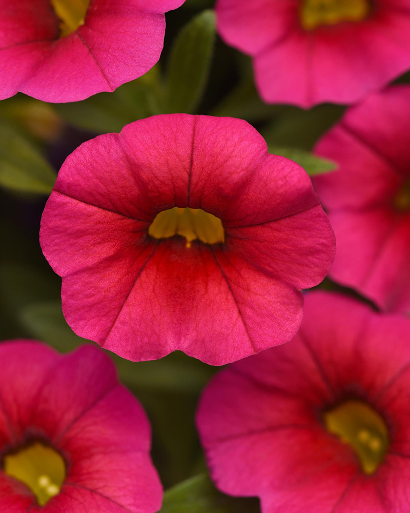 Calibrachoa Cabaret Rose Hot 4"